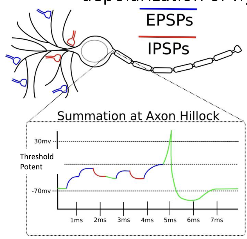 <p>depolarization (excitatory post-synaptic potential)</p><p>hyperpolarization (inhibitory post-synaptic potential)</p>