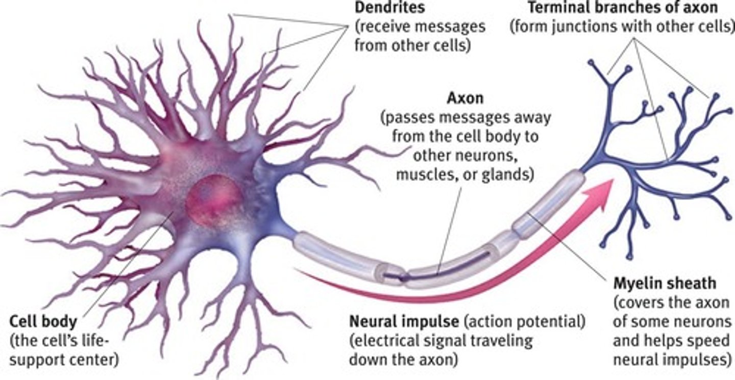 <p>A nerve cell that consists of many different parts.</p>