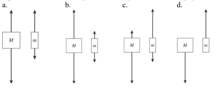 <p>Two objects of unequal masses, M and m (M &gt; m), are connected by a very light cord passing over an ideal pulley of negligible mass. When released, the system accelerates, and friction is negligible. Which one of the following free-body diagrams most realistically represents the forces acting on the two objects in the moving system?</p>