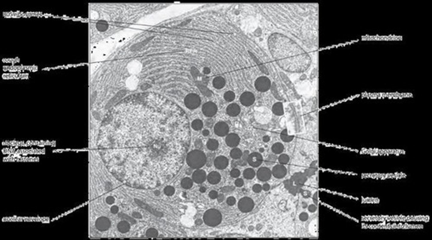 <p>Les cellules procaryotes n'ont pas de noyau et contiennent des ribosomes, tandis que les eucaryotes ont un noyau et des organites tels que les mitochondries et le réticulum endoplasmique.</p>