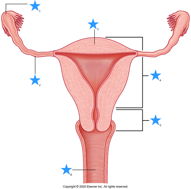 <p>Label the diagram of the female reproductive organs.</p>