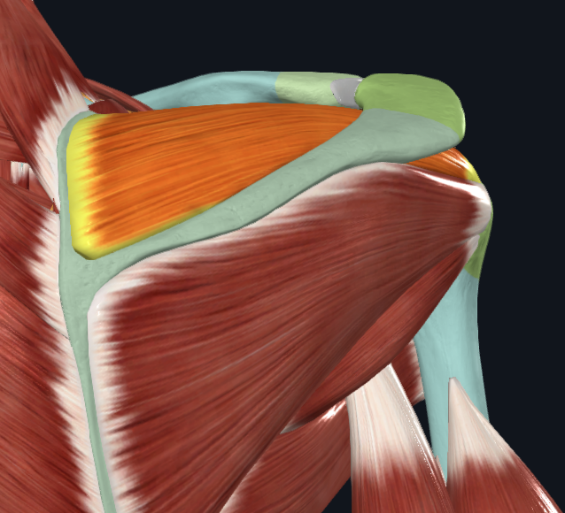 <p>What muscle is this</p>