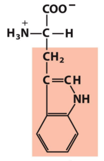 <p>Identify this amino acid</p>
