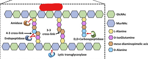 <p>A polymer of linked sugars and polypeptides. Is usually present in the cell wall of bacteria.</p>