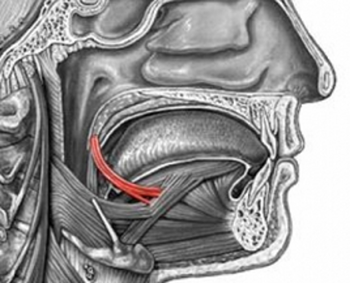 <p>Elevates posterior tongue</p><p>Depresses soft palate</p><p>constricts isthmus of fauces (opening to oropharnyx)</p><p>- Vagus Nerve</p>