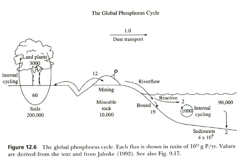 <p>weathering (and mining) pulls P from sediments. goes to crops, internally cycles with plants and soils, runs off into water ways, cycles through ocean waters, gets buried in sediments to be brought up again</p><p></p>