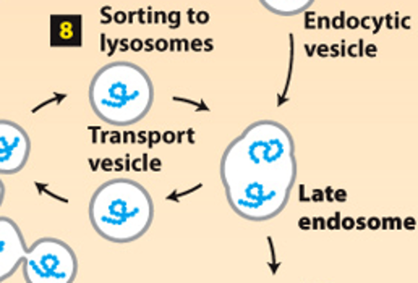 <p>secretory pathway, protein trafficking (stage 2): step 8--lysosome-destined membrane and soluble proteins transported in vesicles that bud from the trans-golgi and fuse with the late ________________ for delivery to a ______________</p>