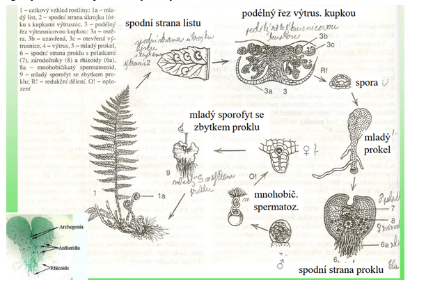 <p>Sporangium: orgán produkující výtrusy (na spodní straně listů)</p>