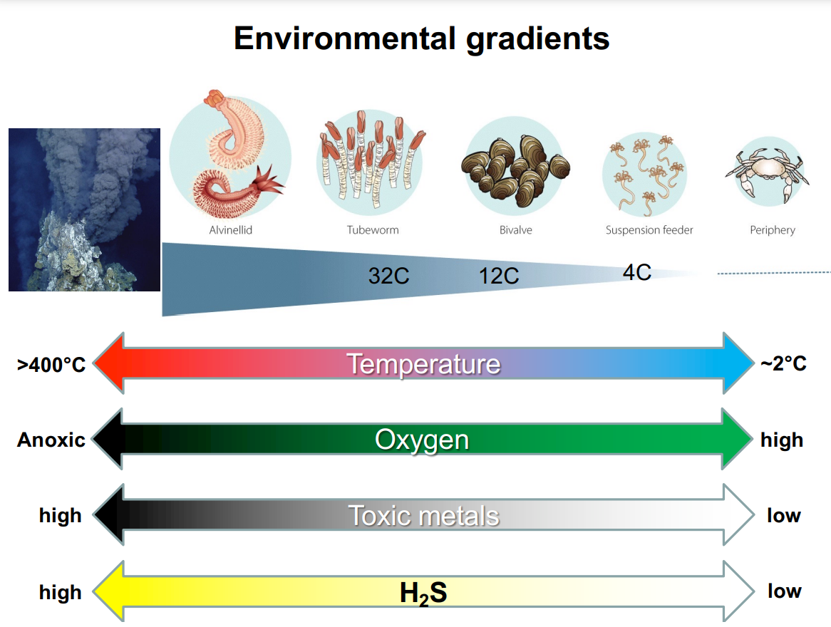 <p>Temp gets colder, oxygen gets higher, toxic metals gets lower, H2S gets lower</p>