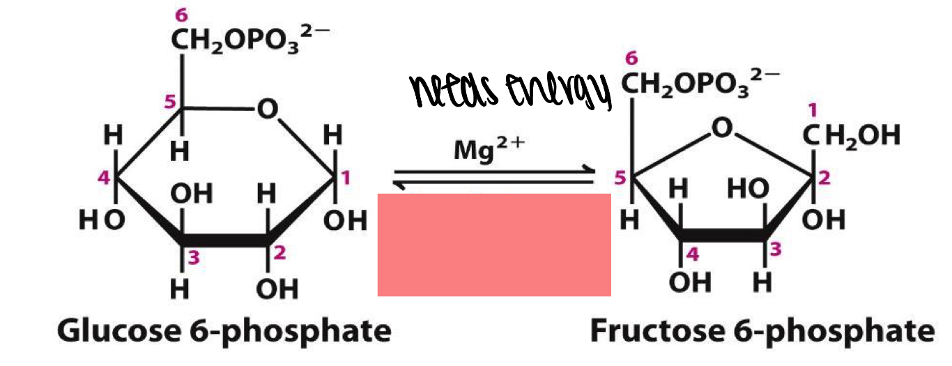 <p>interconverts glucose-6-P and fructase-6-P in a reaction that is nearly energy neutral although the furanose is less stable than the pyranose </p>
