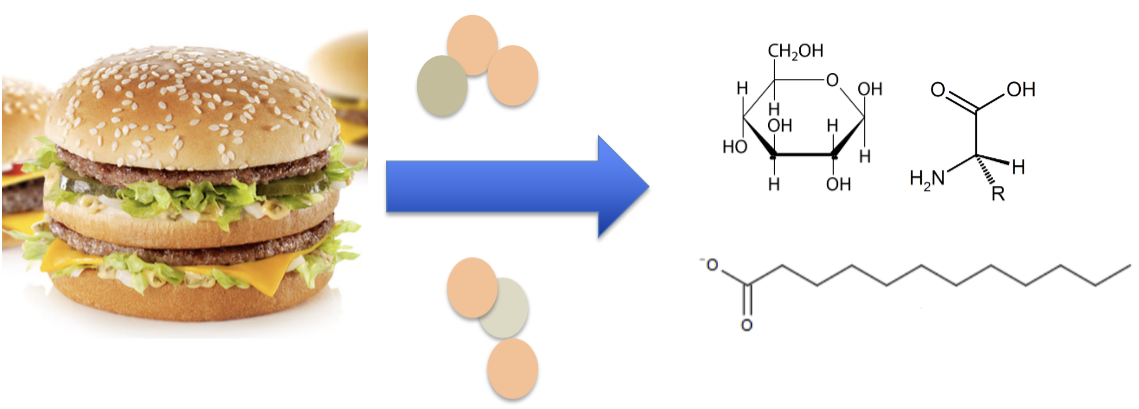 <p><span style="color: rgb(255, 255, 255);"><span>accomplishes the breakdown of structurally complex foodstuffs into smaller, and eventually absorbable units</span></span></p><ul><li><p>chemical</p></li></ul><p></p>