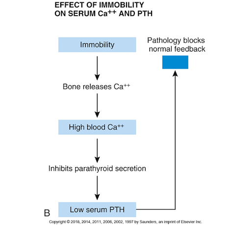 Decreased PTH secretion as the result of hypercalcemia due to the breakdown of bone with:
1. Immobility
2. Bone cancer. 
PTH would be low as a result of high blood Ca2+.