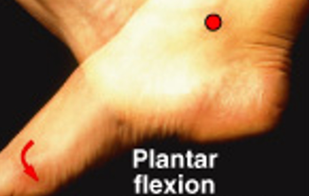 <p>Which special movement is:</p><ul><li><p>Extension at ankle (pointing toes)</p></li></ul><p></p>