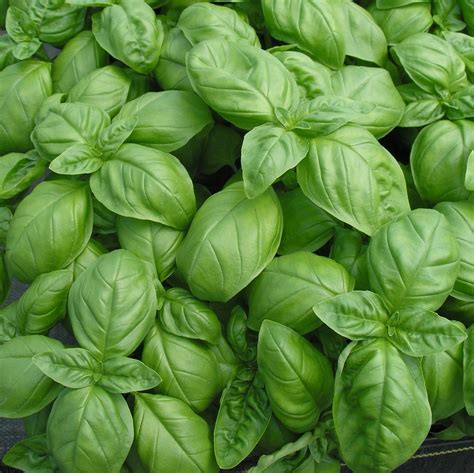 <p><strong>Basil</strong></p><p>Lifecycle, Edible Plants</p>