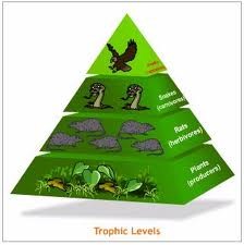 The successive levels of organisms consuming one another