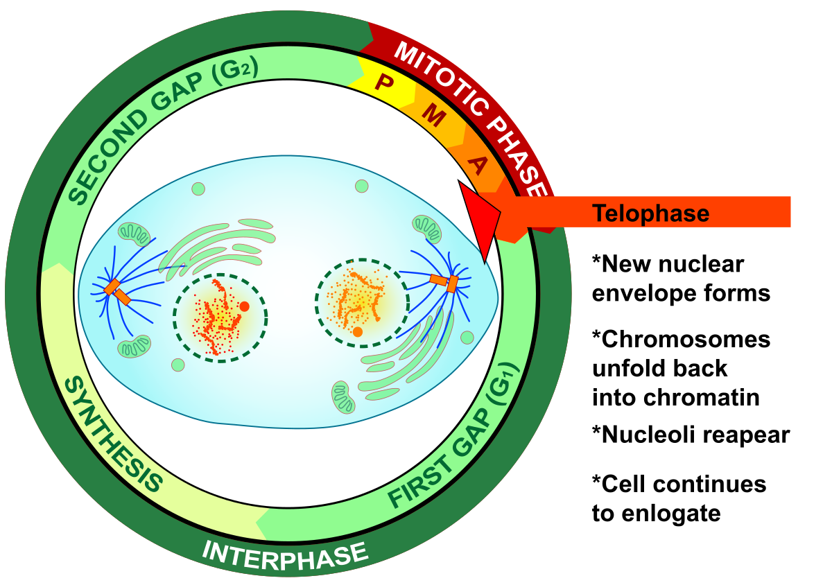 <p><span>Telophase</span><br><span>-Nucleoli reappear</span><br><span>-two nuclear envelopes develop</span><br><span>-chromosomes decondense back into chromatin</span><br><span>-Spindle fibers disappear</span></p>