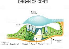 <p>produces nerve impulses to respond to sound vibrations (inside cochlea)</p>