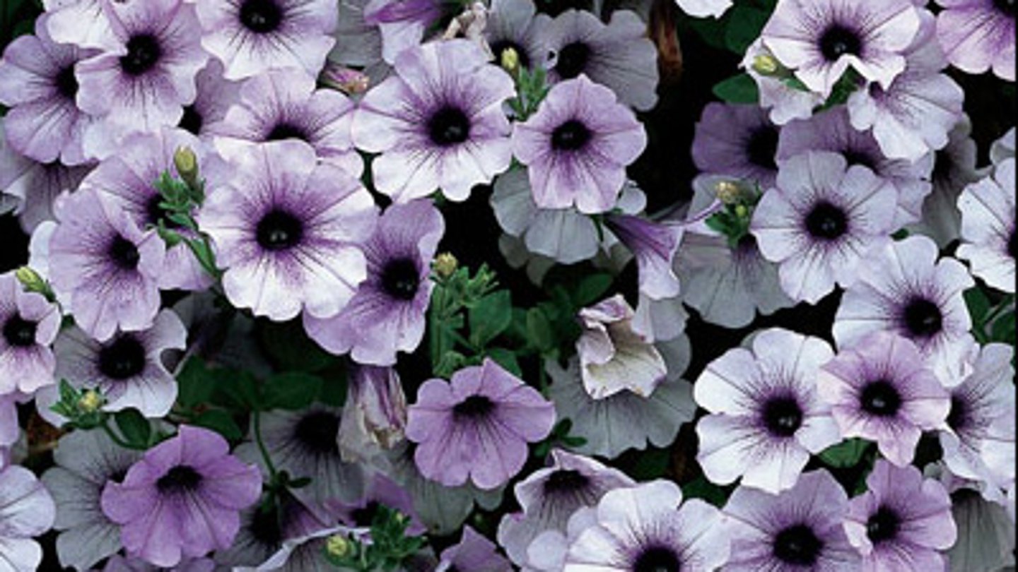 <p>Instead of exhibiting more pigment, most petunias displayed reduced color, with some areas completely white</p>