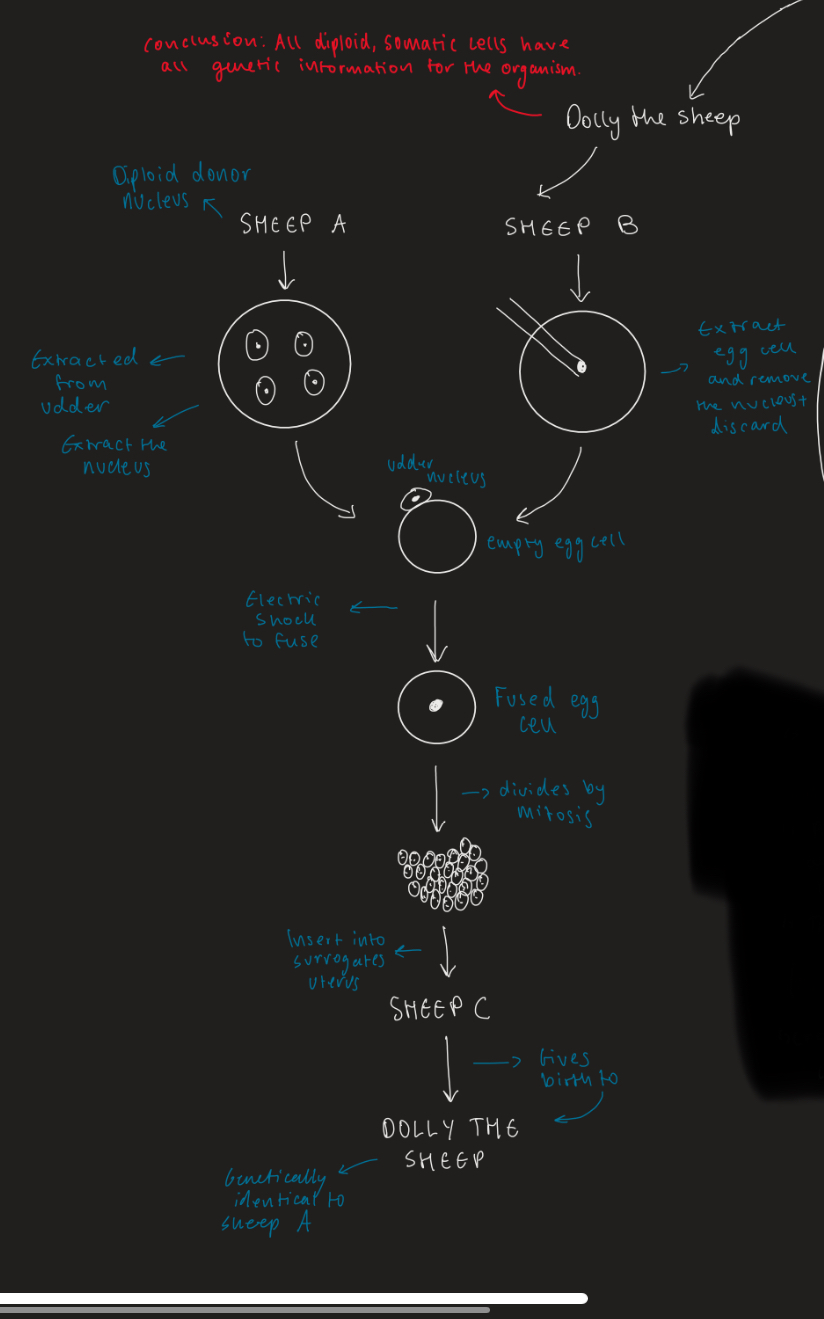 <ol><li><p>A diploid nucleus from a donor (extracted from udder of sheep) and an extracted egg cell membrane is fused.</p></li><li><p>They are fused by an electric shock.</p></li><li><p>They divide by mitosis.</p></li><li><p>Inserted into a surrogates uterus.</p></li><li><p>This sheep gives birth and is genetically identical to the sheep that donated the diploid nucleus - this was Dolly the Sheep.</p></li></ol><p></p>