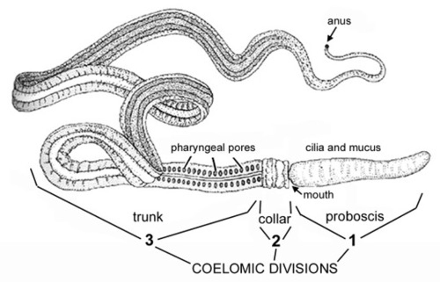 <p>half chordate or marine benthic "worms"</p>