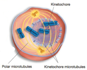 <p>Nuclear envelope breaks down Microtubules contact chromosomes at kinetochores</p>