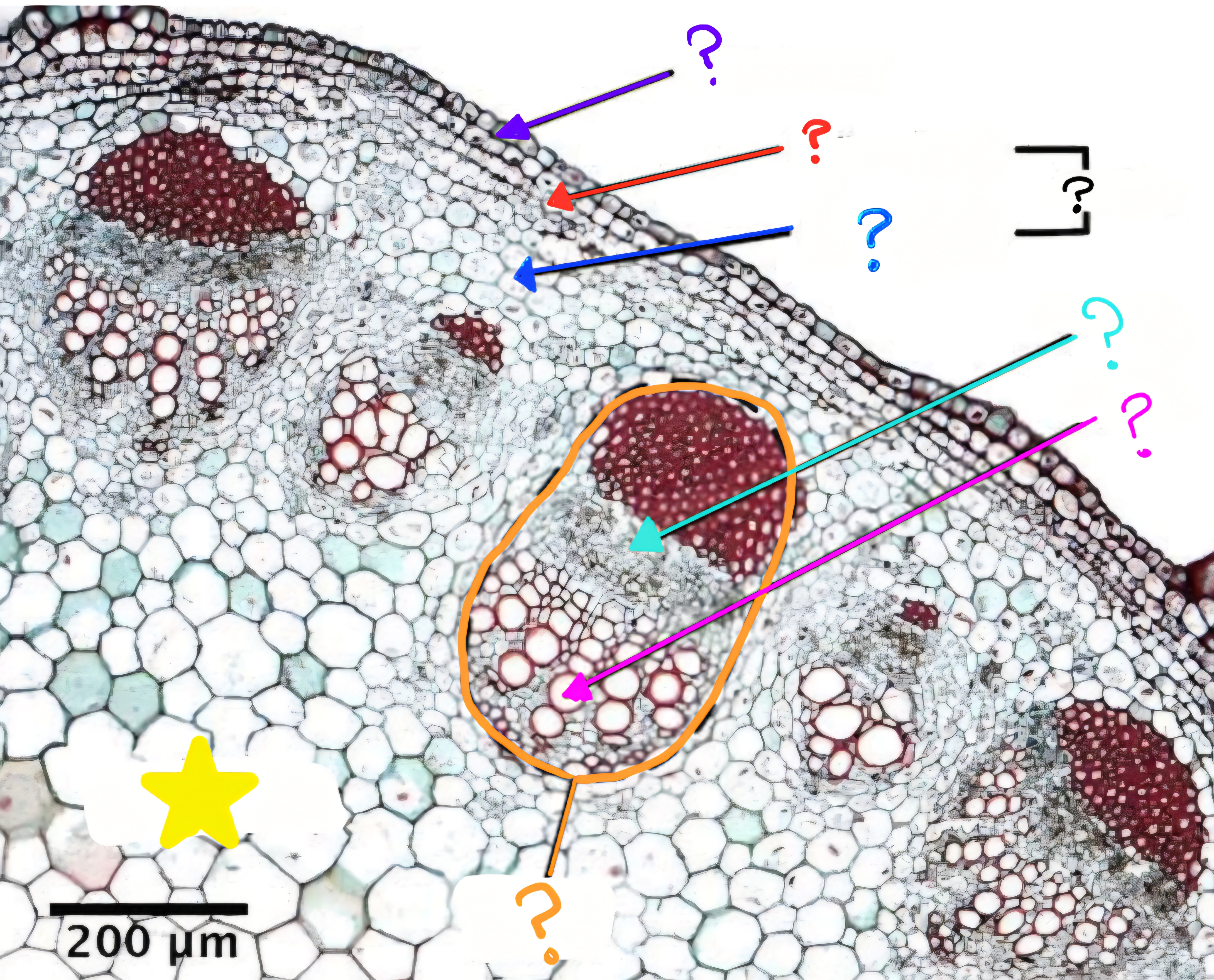 <p>What is labeled by the red arrow?</p>