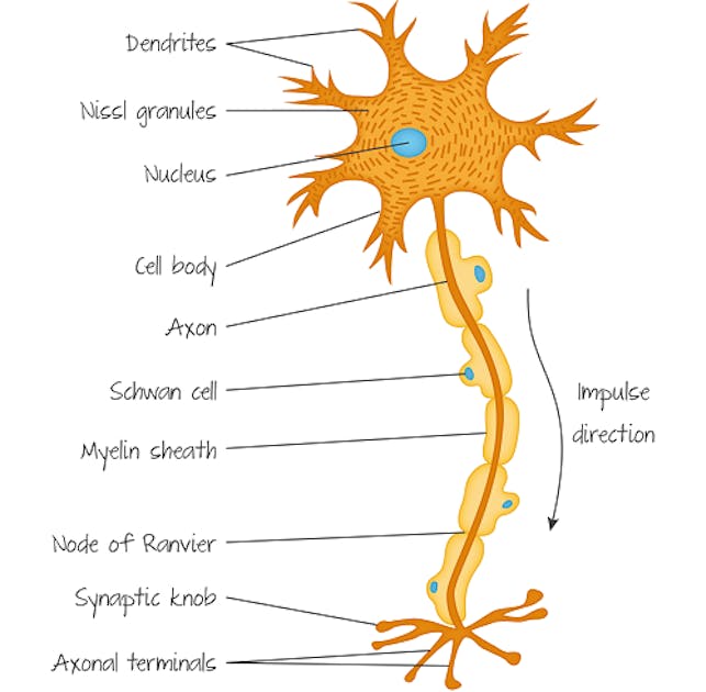 <p>the body (soma), dendrites, and the axon</p><ul><li><p>dendrites &amp; axons are filaments that extrude from soma - generally multiple dendrites but always a single axon</p></li></ul><p></p><p></p>