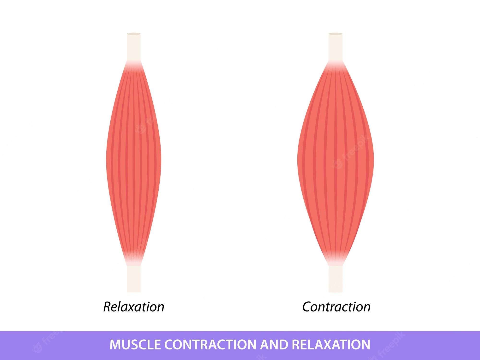 parallel muscles --> 