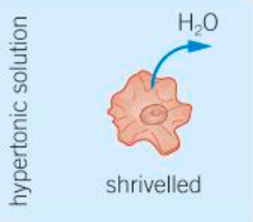 <p>If a solution is hypertonic to the cell, the concentration of solutes in the solution outside the cell is higher than the internal concentration.</p>