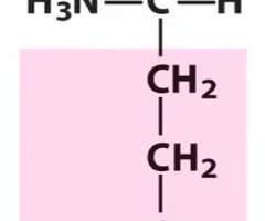 <p>What Amino Acid is This?</p>