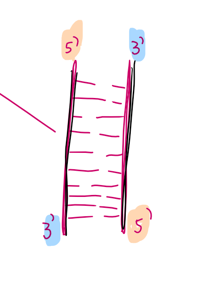 <p>→ Komplementäre Basen</p><p>→ Enden mit 3’ und 5’</p>