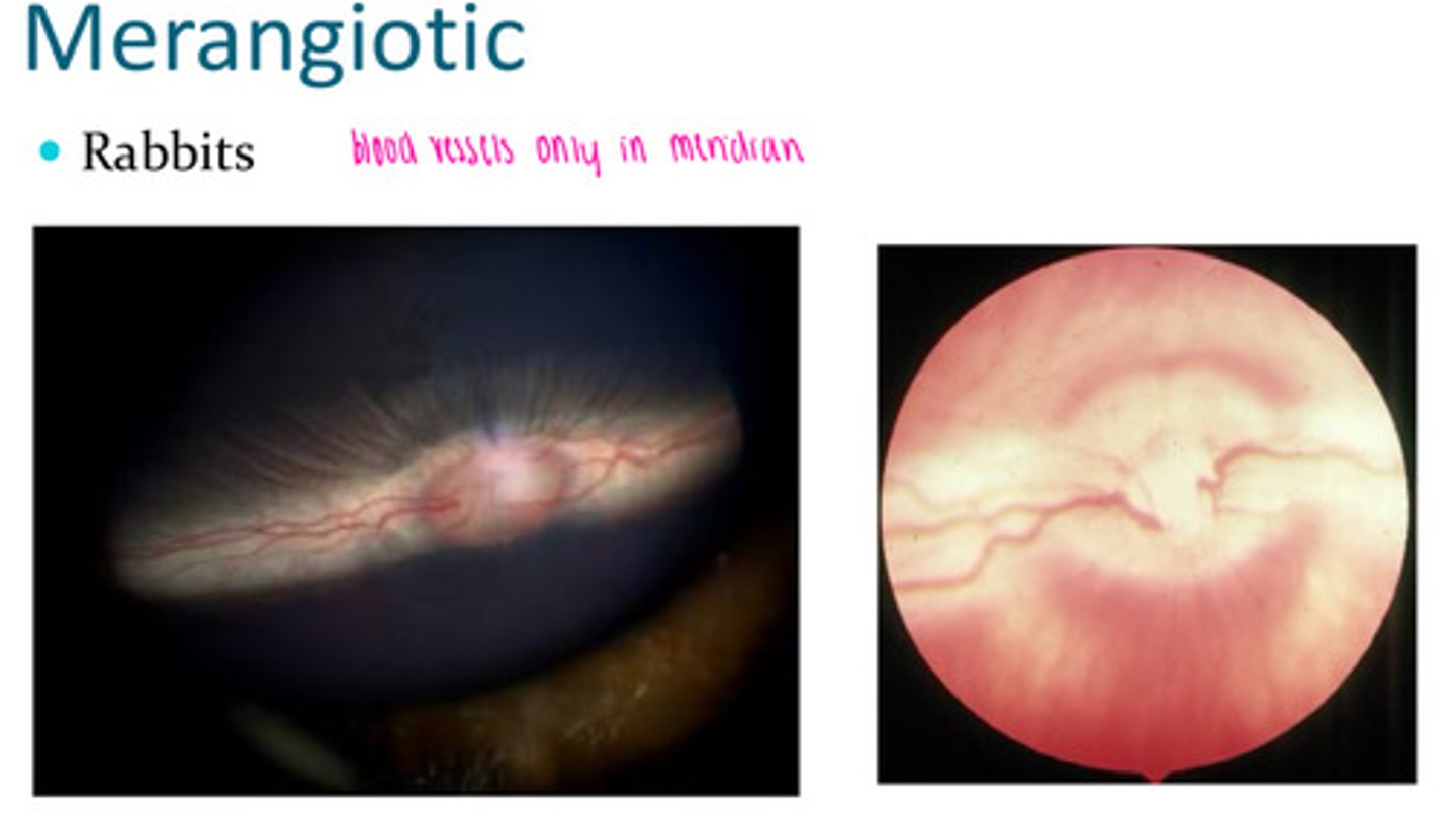 <p>Rabbits have this. Only blood vessels in the meridian</p>