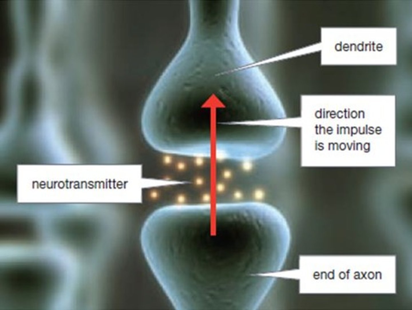 <p>Chemical communication between neurons via neurotransmitters.</p>