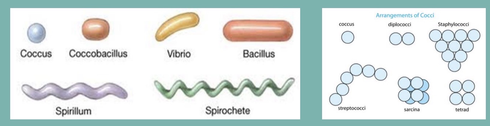 <p>Study this image of the cyanobacteria shapes</p>