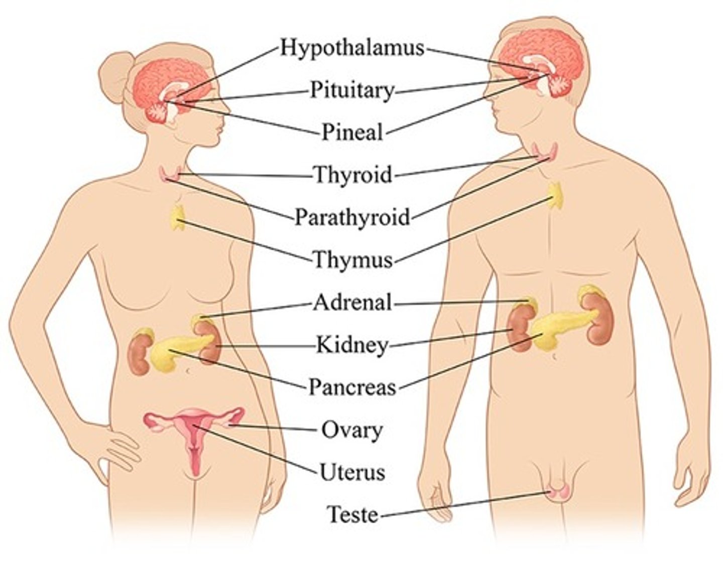 <p>Endocrine system</p>