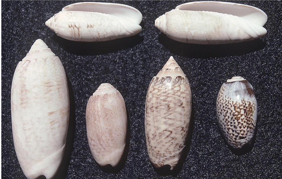 <p>What phylum, class, subclass, and family is this organism? What habitat and feeding corresponds to them?</p>