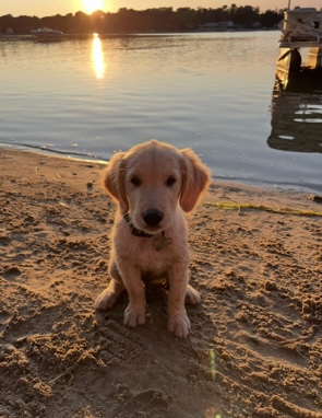 <p>I had</p><p>I had a very cute dog</p>