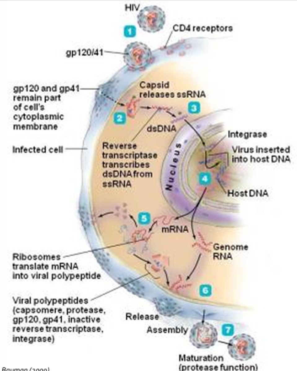 <p>1. Attachment (of virus to a host cell; attachment is mediated by the interaction between viral gp120 and host cell CD4 receptors) (HIV preferentially infects helper T-cells, macrophages, and dendritic cells which all express CD4 to various extents)</p><p>2. Entry: Gp120 must bind a chemokine receptor such as CXCR4 or CCR5 found on target cells (acts to remove gp120 allowing gp41 to mediate fusion of the viral envelope with the host cell plasma membrane; gp41 will remain in the host cell membrane where it can promote cell fusion to spread infection)</p><p>3. Synthesis of viral DNA: Reverse transcriptase will make a single-stranded copy of DNA from single-stranded viral RNA to create a hybrid molecule consisting of one single0strnaded RNA molecule and on single-stranded DNA molecule (RNA is then degraded by reverse transcriptase, leaving a single-stranded DNA molecule)</p><p>4. Integration: One of the components packaged within the viral capsid, helps to insert double-stranded proviral DNA into the host cell genome (occurs 72 hrs following infection; once integrated the provirus will be part of the host cell genome for life and may remain dormant for years)</p>