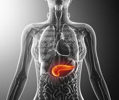 <p>pancreas</p>