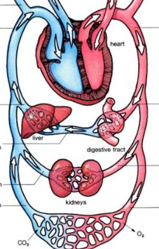 <p>blood from heart → body and v.v.</p>