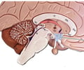 <p>major controller of endocrine glands; secretes releasing &amp; inhibiting hormones to control activity of anterior pituitary; produces ADH &amp; oxytocin to be released by posterior pituitary</p>