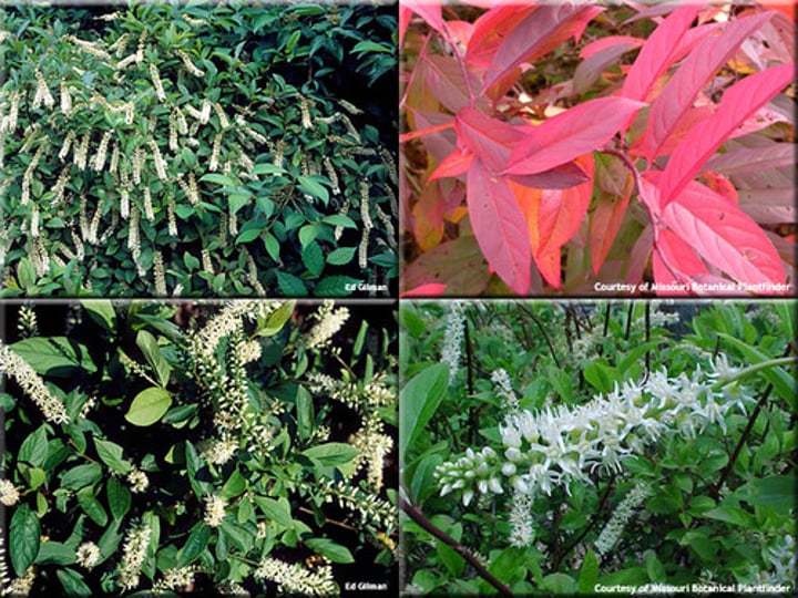 <p>Droopy red, in waves. Fruit similar to Clethra alnifolia, but it droops down immediately.</p>