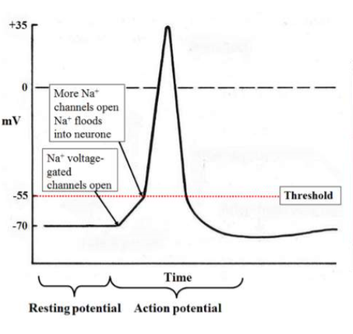 <ul><li><p>if signal reaches threshold (-55mV), it triggers action potential. </p></li><li><p>sodium fated ion channels open= more na+ inside and positive to 35. </p></li><li><p>DEPOLARISATION- membrane charges reverse</p></li></ul><p></p>