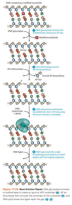 <p>bij schade door: oxidatie, alkylatie of spontane depurinatie/depyrmidinatie</p><p>Schade herkenning door DNA-glycosylase en verwijderd beschadigde base door binding tussen suiker en base the splitsen. <br><br>Ontbrekende base herkend door AP-endonuclease breekt fosfodiester af. <br><br>DNA polymerase vult gat en ligase verbind.</p>