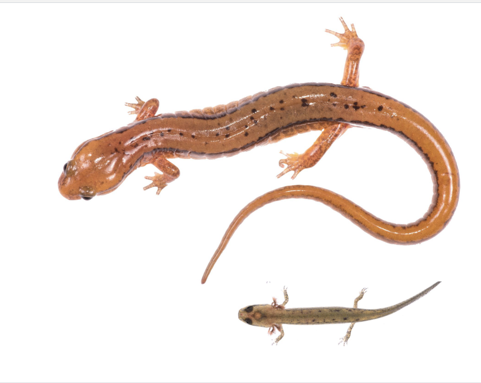 <p>Eurycea cirrigera</p>