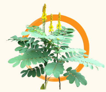 <p>Akapulko (Cassia alata)</p>
