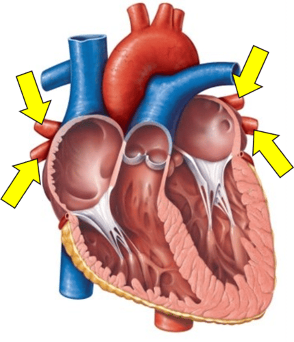 <p>Name the red vessels.</p>