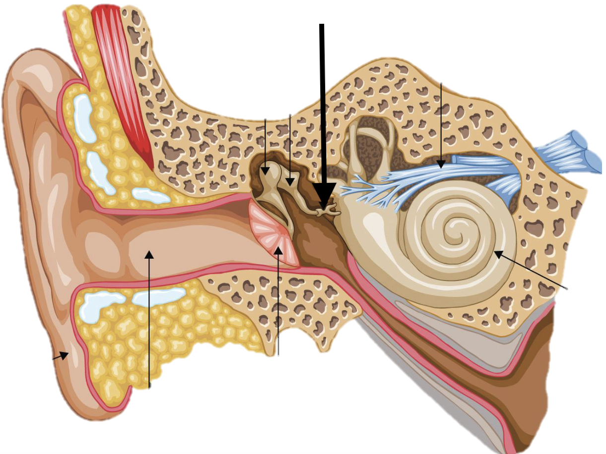 <p>Name the feature of the ear ossicle</p>