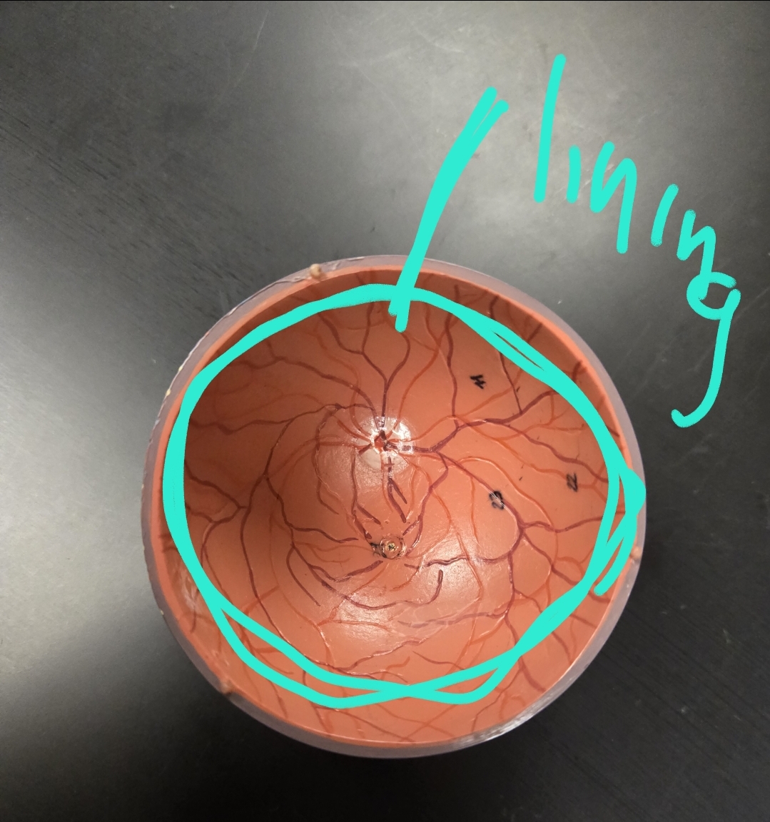 <p>Anatomy of the eye: Tunics</p>