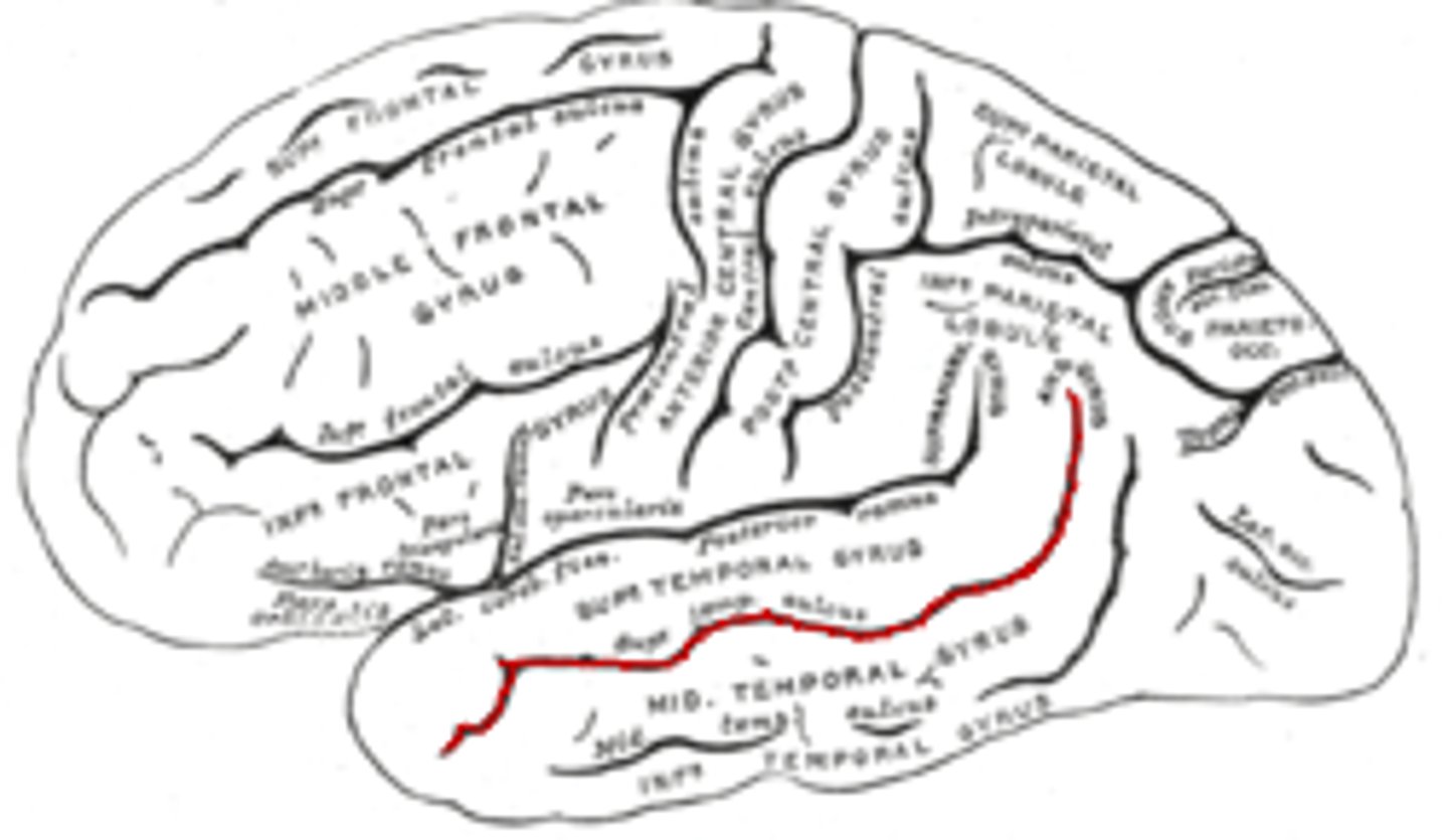 <p>- this separates the superior temporal gyrus from the middle temporal gyrus</p><p>- is involved in processing biological motion and social perception</p>